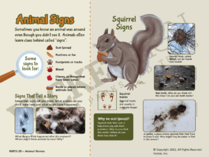 28.NWSS-Animal-Signs-Squirrel