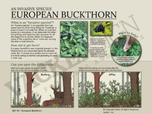 G21.12 European Buckthorn Interpretive Sign